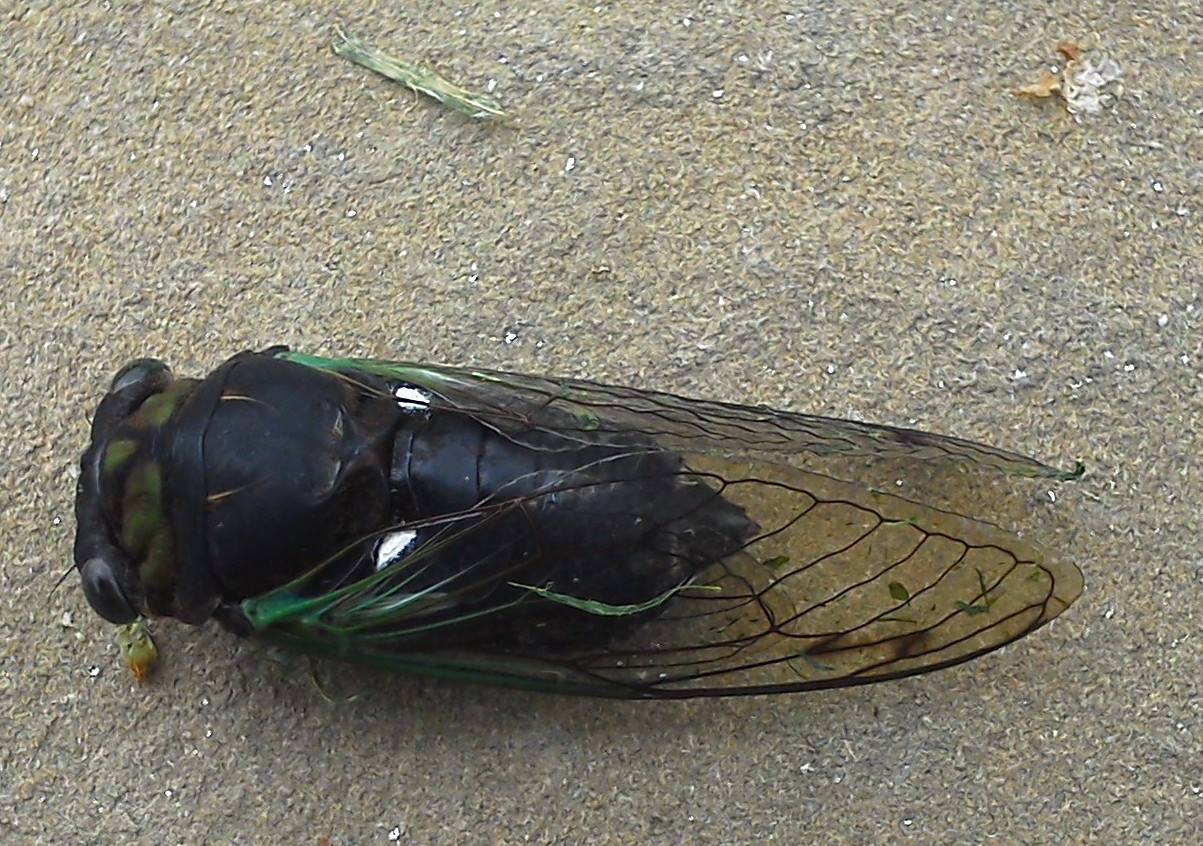 a cicada in Kutztown, Pennsylvania (July 2012)